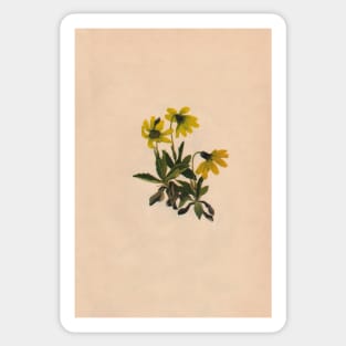 Lake Louise Arnica-Vintage Print-North American Wild Flower-Art Prints-Mugs,Cases,Duvets,T Shirts,Stickers,etc Sticker